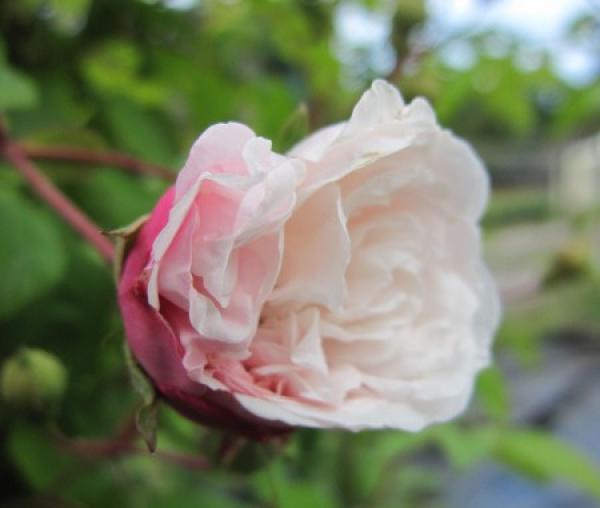 Kletterrose Felicite et Perpetue 3